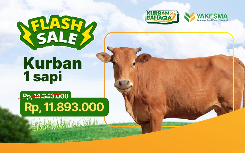 Flash Sale - Kurban Sapi